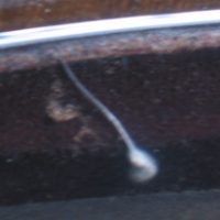 OT: Außerirdisches Gewürm