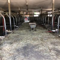 Zum letzten Kalb von Allmannshausen Zum letzten Kalb von Allmannshausen