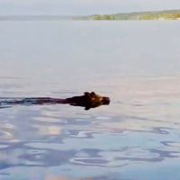 Die Wuidsau vom Starnberger See