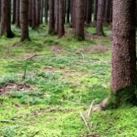 Die Rückkehr des furchtbaren H-Wortes