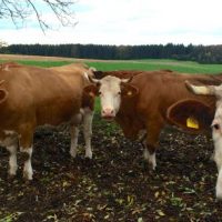 Im Wald der Zeichen Im Wald der Zeichen