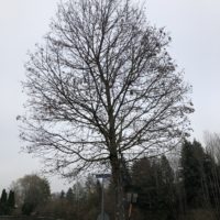 Das 15. Bäumchen: der Ahorn von Aufhausen