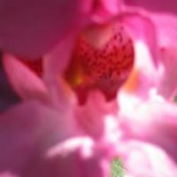 Die Neophyten und der kleine Depp