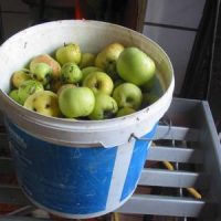 Goldner Tropfen quolls: In zehn Schritten zum eigenen Apfelsaft!