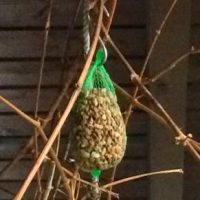 Ausfallen und hereinwachsen Ausfallen und hereinwachsen