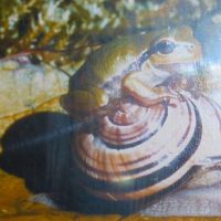 Schnecken, Frösche und Kühe im Rathaus!