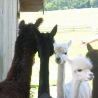 Jetzt aber doch noch - Tiere in Berg: A wie Alpaka