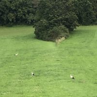 Tiere in Berg: Storchalarm!