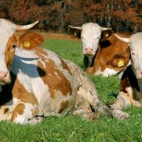 Der QUH-Adventskalender 2011 - die 22. Kuh Der QUH-Adventskalender 2011 - die 22. Kuh