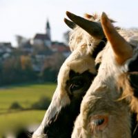 Der QUH-Adventskalender 2011 - die 20. Kuh Der QUH-Adventskalender 2011 - die 20. Kuh