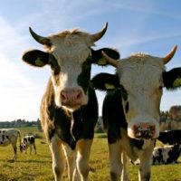 Der QUH-Adventskalender 2011 - die 23. Kuh