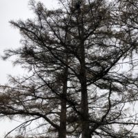 Das 14. Bäumchen: die Lärchen vom Brandlhof