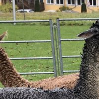 Schlechtes Wetter - gute Stimmung! Berger Betriebe laden ein Schlechtes Wetter - gute Stimmung! Berger Betriebe laden ein