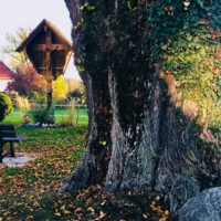 Das 11. Bäumchen: die Dorflinde von Höhenrain