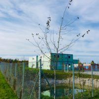 Das 8. Bäumchen: die Winterlinden vom Containerdorf Das 8. Bäumchen: die Winterlinden vom Containerdorf