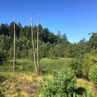 Im Zeichen der Mücke: Neues aus dem Gemeinderat - Teil 1