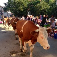 Kuh und Krempel, die zweite