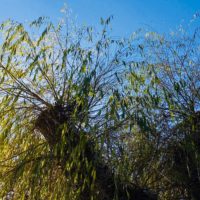 Das 7. Bäumchen: Die wunde Weide von Kempfenhausen