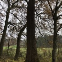 Das 2. Bäumchen: die Jäger-Ulme Das 2. Bäumchen: die Jäger-Ulme