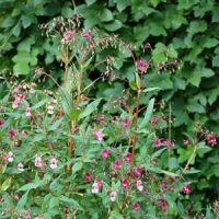 Zupfa dama im Lüßbachtal