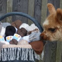 2. Versuch: die Alpakas