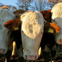 Der QUH-Adventskalender 2011 - die 16. Kuh Der QUH-Adventskalender 2011 - die 16. Kuh