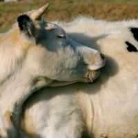 Der QUH-Adventskalender 2011 - die 18. Kuh Der QUH-Adventskalender 2011 - die 18. Kuh