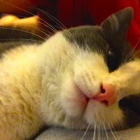 Kleinanzeige: Wohnung gesucht