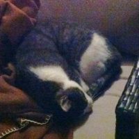 KLEINANZEIGEN: Katze zugelaufen