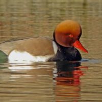 Das Ramsar-Gebiet Starnberger See