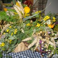 Kräuterbuschensammeln für Mariä Himmelfahrt