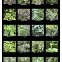 Gundermänner und andere Kräuter Gundermänner und andere Kräuter