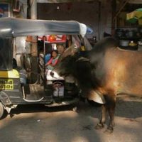 Berger Außenpolitik Berger Außenpolitik