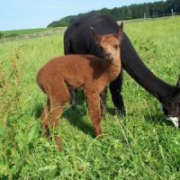 Tiere in Berg: L wie ??? Tiere in Berg: L wie ???