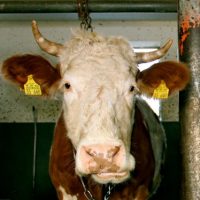 Der QUH-Adventskalender 2011 - die 4. Kuh Der QUH-Adventskalender 2011 - die 4. Kuh