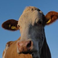 Der QUH-Adventskalender 2011 - die 6. Kuh