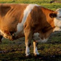 Der QUH-Adventskalender 2011 - die 19. Kuh Der QUH-Adventskalender 2011 - die 19. Kuh