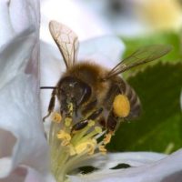 Bienchen, Bienchen, gib mir Honig ... Bienchen, Bienchen, gib mir Honig ...