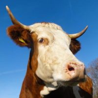 Der QUH-Adventskalender 2011 - die 21. Kuh Der QUH-Adventskalender 2011 - die 21. Kuh