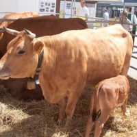 MUH! - Die 4. Sitzung des Gemeinderates MUH! - Die 4. Sitzung des Gemeinderates