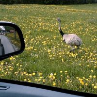 Tiere in Berg / Folge 4: Der Nandu