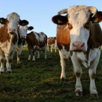 Der QUH-Adventskalender 2011 - die 8. Kuh