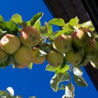 Obstpresse des OBGV mit neuem Filter Obstpresse des OBGV mit neuem Filter