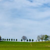 Das 5. Bäumchen: die Eschen-Allee ins Nirgendwo