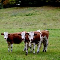 Brauchen QÜHE Hörner?