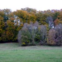 Der QUH-Adventskalender 2011 - die 24. Kuh