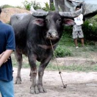 Kampf der horntagenden Nutztiere Kampf der horntagenden Nutztiere