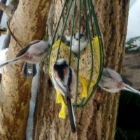 Tiere in Berg: Stunde der Gartenvögel 2010