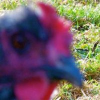 Auf der Suche nach dem ersten Türchen