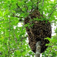 Pure Energie - Bienenschwarm bei Biberkor Pure Energie - Bienenschwarm bei Biberkor